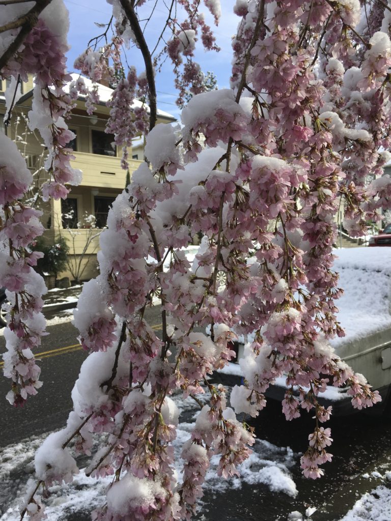 snow walk pdx winter wonderland cherry blossom sun