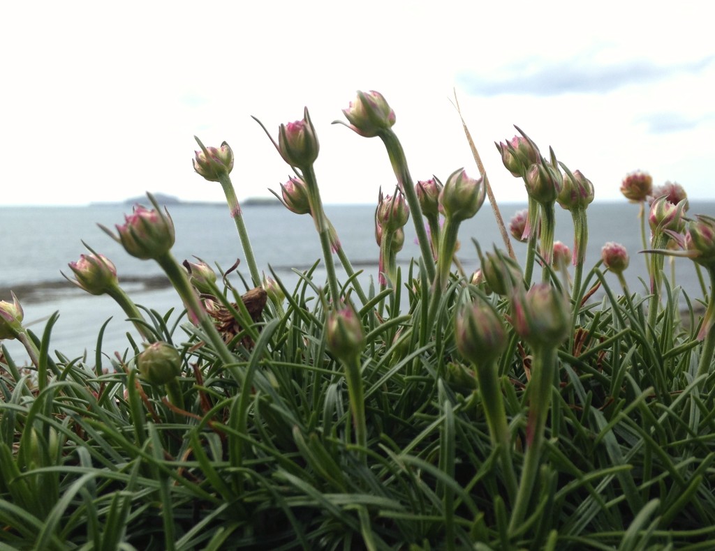 sea pinks thrift mull spring