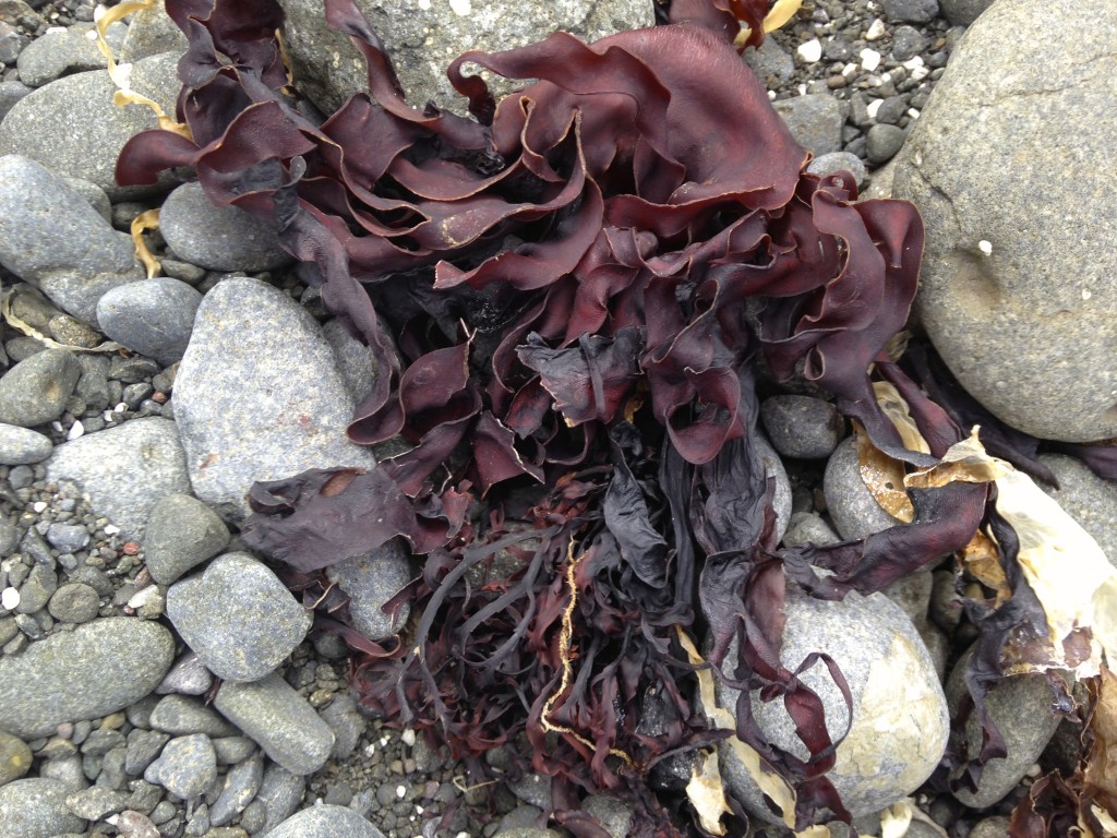 seaweed egg wrack