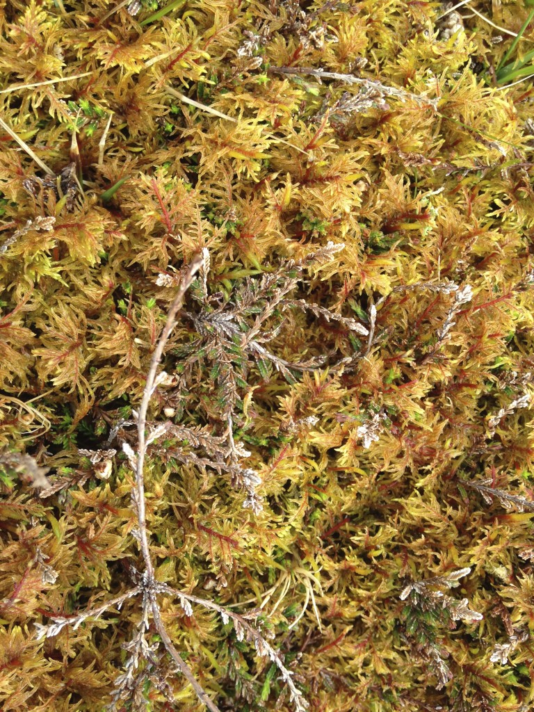 castlebay sphagnum moss colors