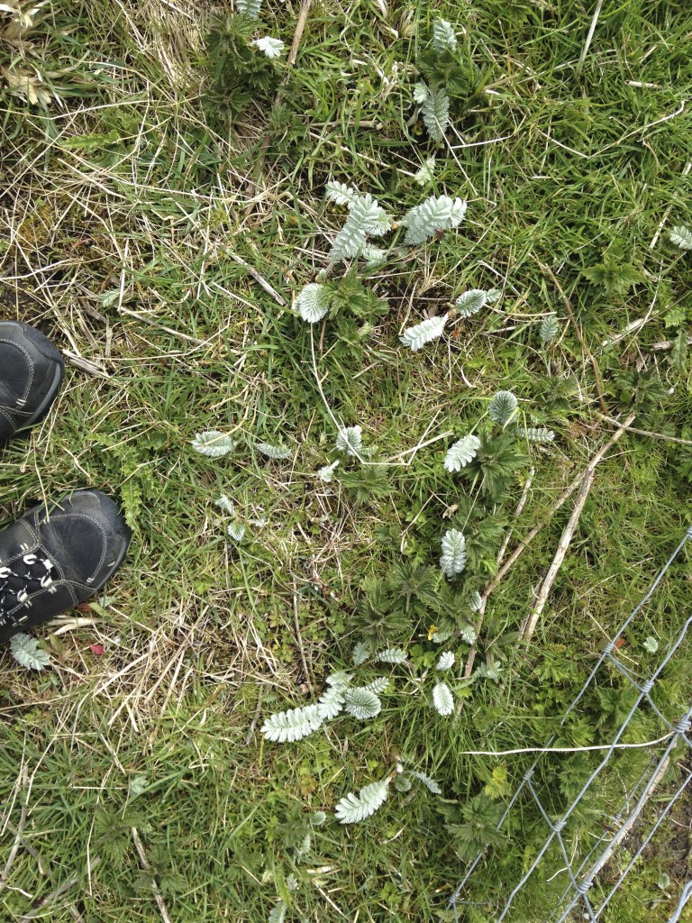 barra silverweed! wild plants