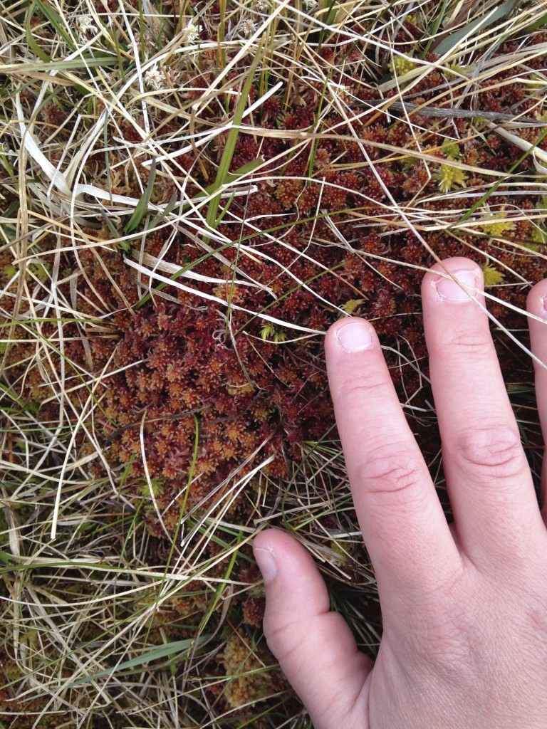 sphagnum moss red heaval castlebay