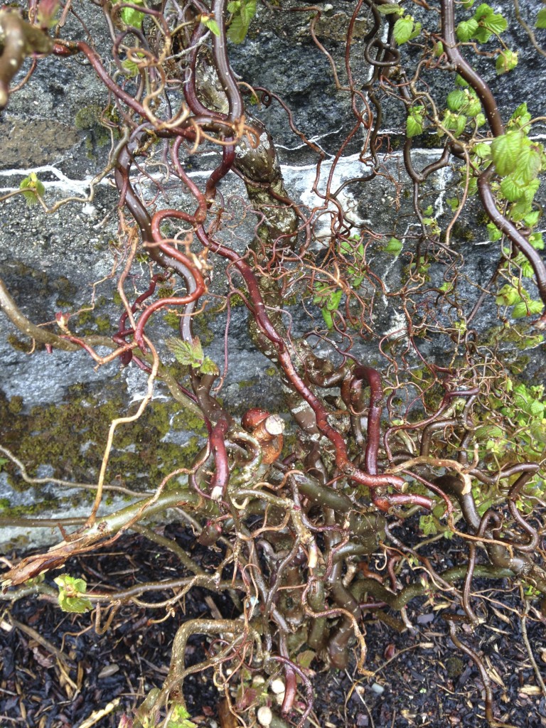 mccaig's tower twisty plant