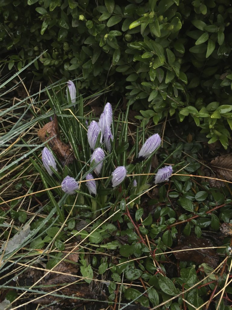 snow pdx nature walk purple snowdrop closed